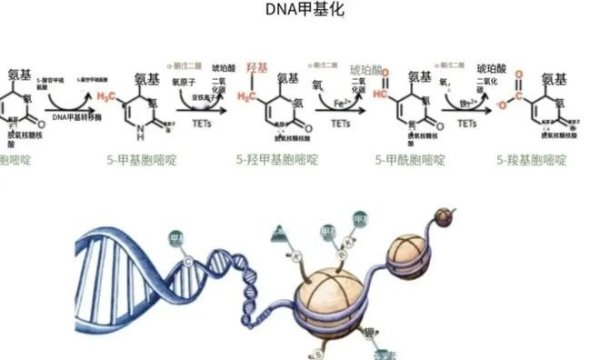 云南配资公司 追踪24年，科学家发现一个人的“生物钟”走得越快，寿命就越短